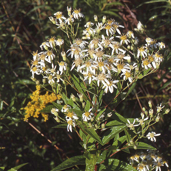 FLAT-TOPPED WHITE ASTER